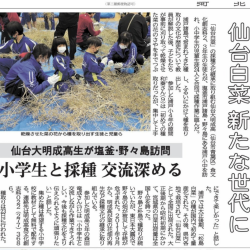【新聞掲載のお知らせ】食文化創志科 松島白菜の採種文化の保存活動 (塩竈・野々島)